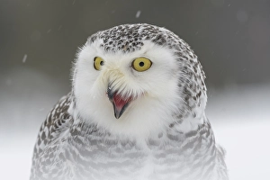 Snowy owl (Bubo scandiacus), sitting shouting in the snow