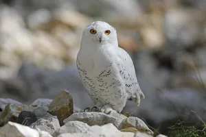 Snowy owl (Bubo scandiacus), standing on stones