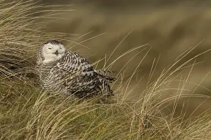 Snowy Owl (Bubo scandiacus), Vlieland, Netherlands