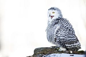 Snowy owl (Bubo scandiacus), in winter