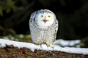 Snowy owl (Bubo scandiacus), in winter