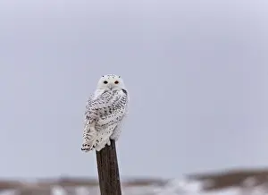 Snowy Owl on Fence Post in Winter Canada