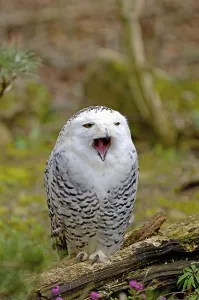 Snowy owl (Nyctea scandiaca)