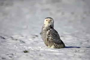 Snowy owl (Nyctea scandiaca), adult