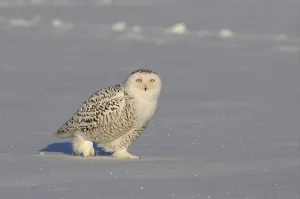 Snowy owl (Nyctea scandiaca), adult female