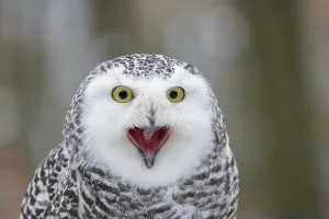 Snowy owl (Nyctea scandiaca), Czech Republic