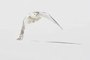 Snowy Owl (Nyctea scandiaca), female