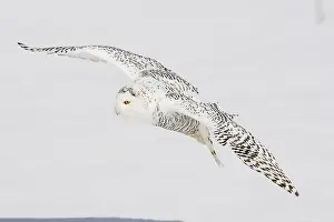 Snowy Owl (Nyctea scandiaca), female