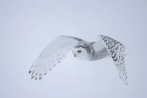 Snowy owl (Nyctea scandiaca) female