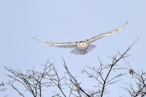 Snowy Owl (Nyctea scandiaca) Quebec, Canada