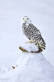 Snowy owl (Nyctea scandiaca), snowy owl