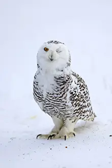 Snowy owl (Nyctea scandiaca), snowy owl