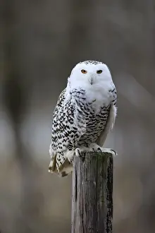 Snowy owl (Nyctea scandiaca), snowy owl