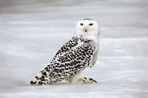 Framed Print : Snowy owl (Nyctea scandiaca), snowy owl Framed Print : Snowy owl (Nyctea scandiaca), snowy owl