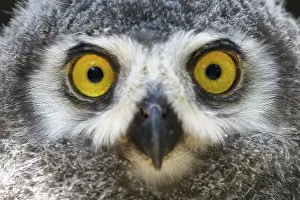 Snowy owl (Nyctea scandiaca) Young bird