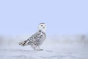 Snowy owl, polar owl, white owl