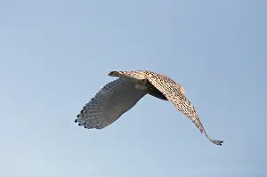 Snowy Owl in Saskatchewan Canada in winter in flight