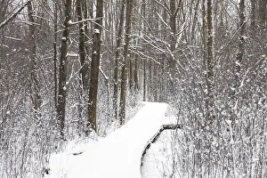 A snowy path winding through a bare winter forest with a tranquil atmosphere in London