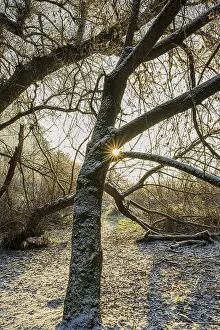 In a snowy riparian forest, the sun shines through the branches of a tree