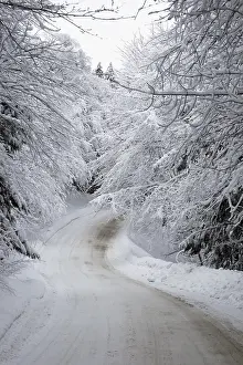Snowy road, trees, winter, Canada