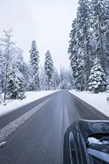 Snowy road through a wintry forest with tall trees