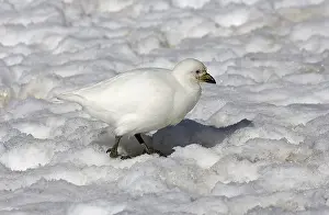 Snowy Sheathbill (Chionis alba)