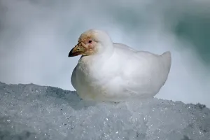 Snowy Sheathbill (Chionis alba)