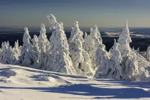 Snowy Spruces (Picea) on Brocken