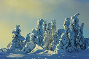 Snowy Spruces (Picea) on the Brocken in evening light