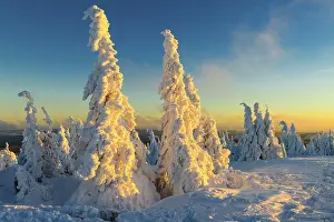 Snowy Spruces (Picea) on the Brocken at sunset