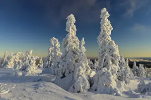 Category Mountain Landscapes Prints: Snowy Spruces (Picea) on the winterly snow-covered Brocken