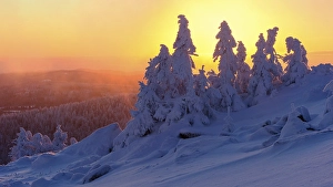 Category Mountain Landscapes Prints: Snowy Spruces (Picea) on the winterly snowy chunk at sunset