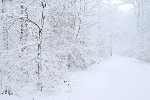 Snowy trail through deciduous forest in winter