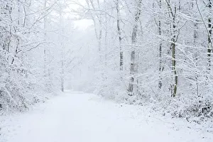 Snowy trail through deciduous forest in winter