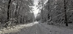 Snowy trail leads through a quiet