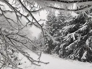 Snowy tree branches in a quiet winter forest