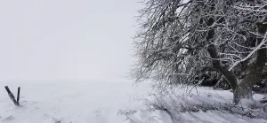 Snowy tree on the edge of a field in a quiet winter landscape