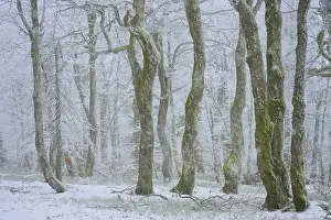 Snowy tree trunks in foggy winter forest