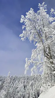 Snowy trees under blue sky, peaceful winter landscape