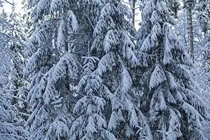 Snowy trees, conifers, forest, snow