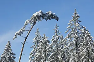 Snowy trees, conifers, forest, snow