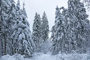 Snowy trees, conifers, forest, snow