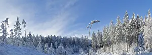 Snowy trees, conifers, photomerge