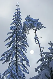 Snowy trees, conifers, sun, forest