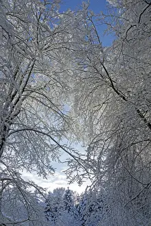 Snowy trees, forest, snow, winter
