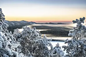 Snowy trees and forests at sunrise