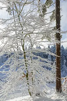 Framed Print : Snowy trees, tree trunk, forest