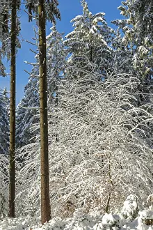 Snowy trees, tree trunks, forest