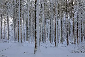 Snowy trees, tree trunks, forest