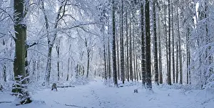 Snowy trees, tree trunks, photomerge